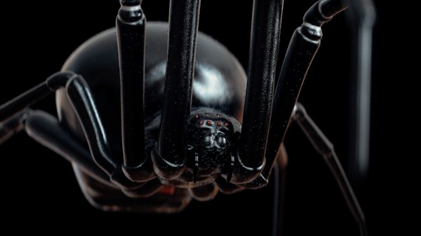 3D model black widow spider