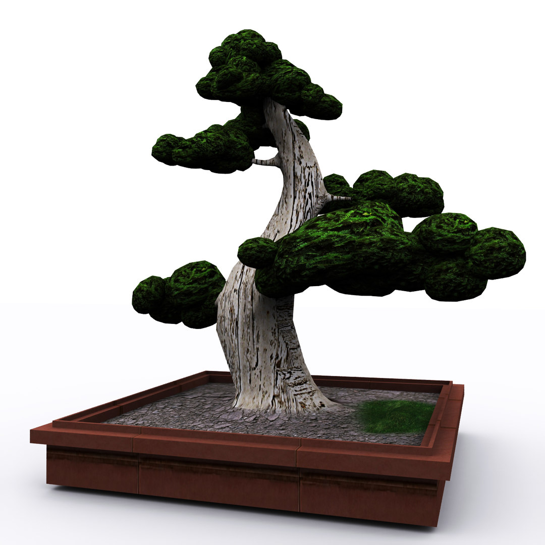  3D  bonsai  tree  TurboSquid 1494676