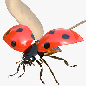 3D model flying ladybug rigged