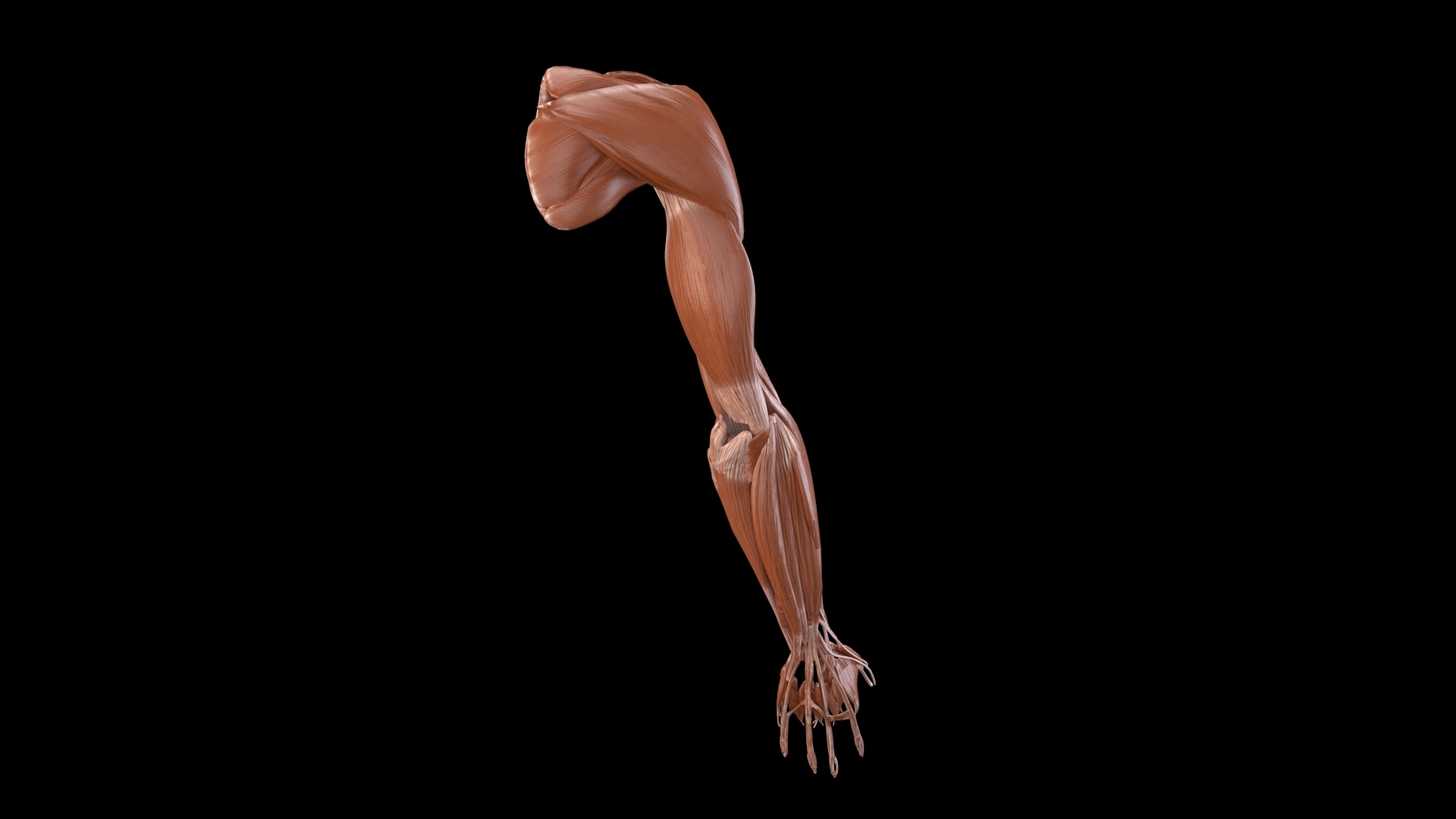 Arm muscles 3D model TurboSquid 1494987
