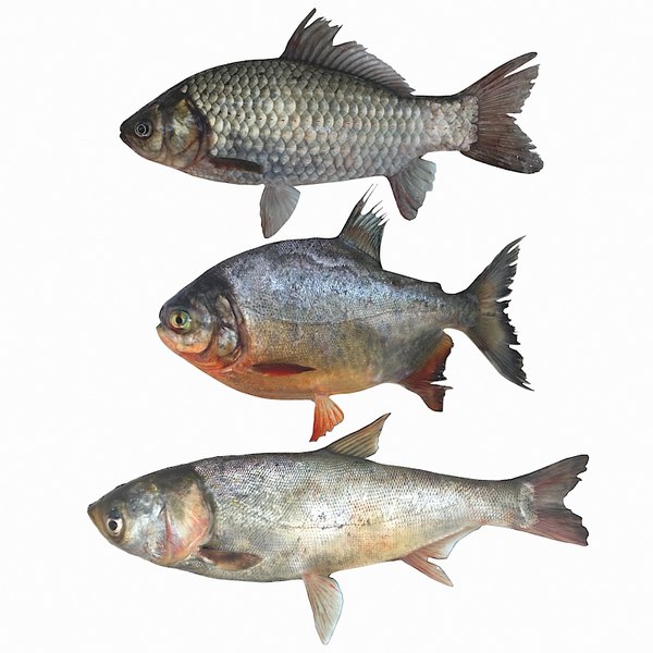 fish animal carp model