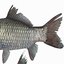 fish animal carp model