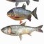 fish animal carp model