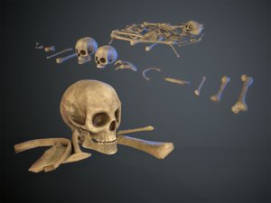 3D skulls1 bones