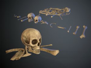skulls1 old bones 3D model