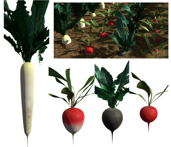 3d pack radish crops plant