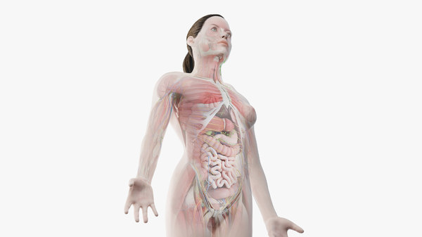 完全な女性の解剖学 シネマリギング 3dモデル Turbosquid 1493059