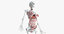female anatomy rigged 3D model