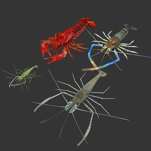 3D model shrimp animal crustacean