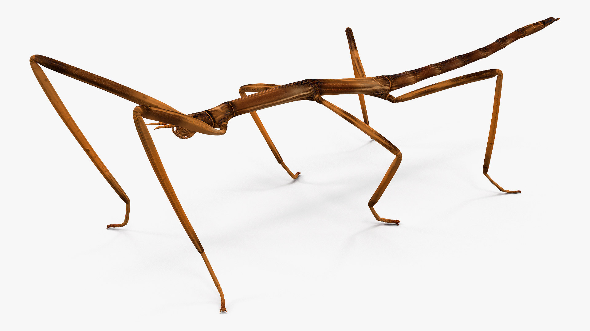 3D model stick insect brown rigged TurboSquid 1520343