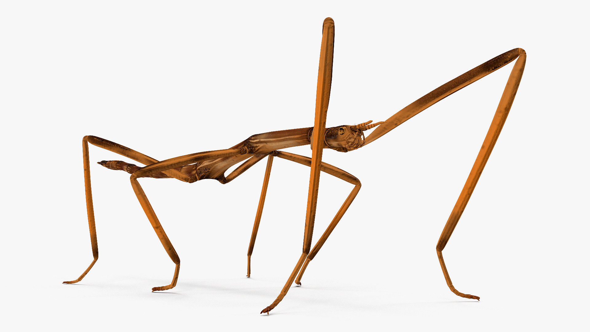 stick insect brown rigged for modo3d模型