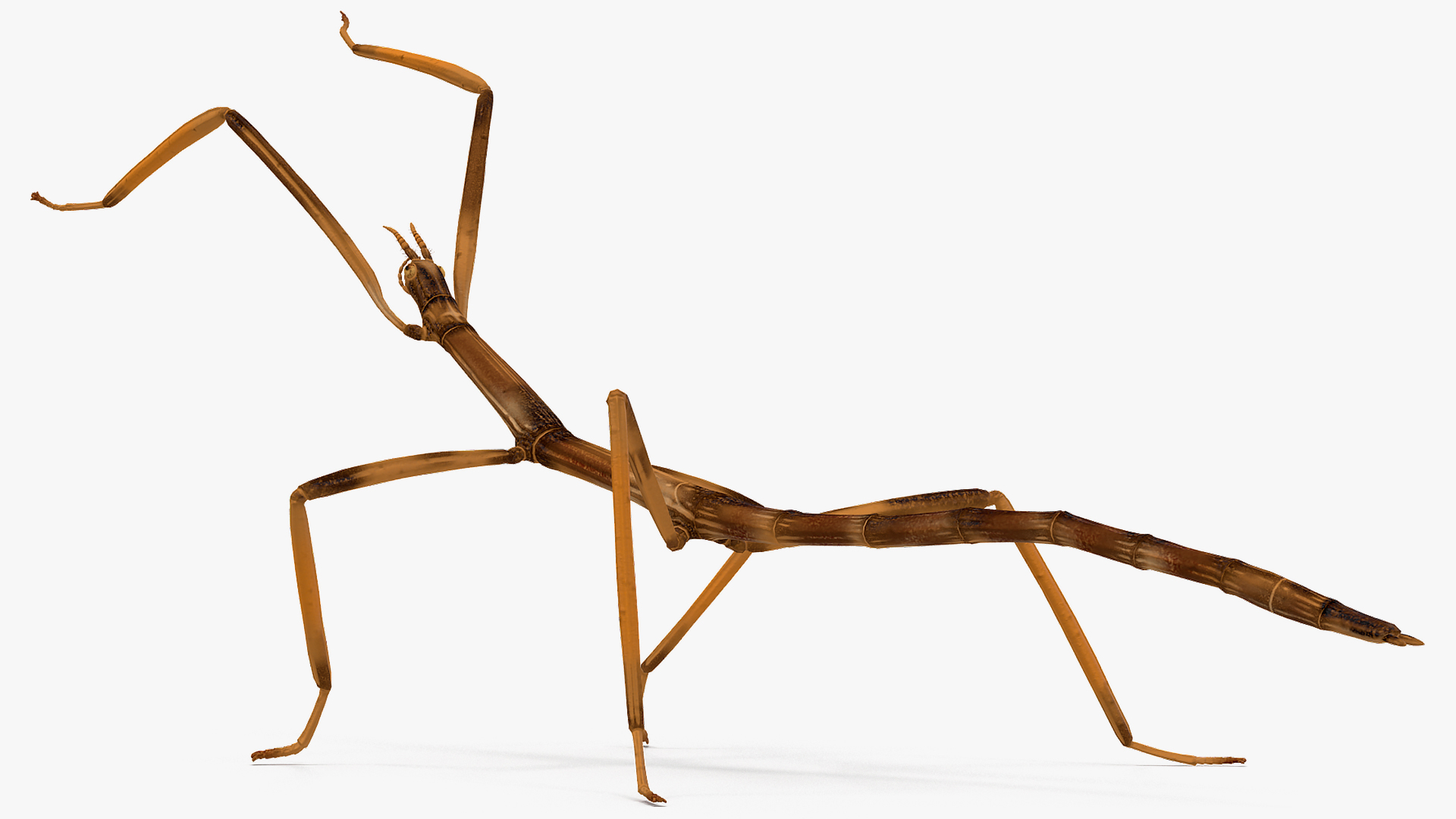 stick insect brown rigged for modo3d模型