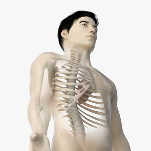 3D skin asian male skeleton