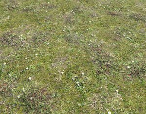 Forest ground Pack PBR 2 Texture