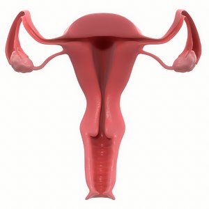 3D model female reproductive section