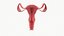 3D model female reproductive section