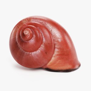 3D snail shell