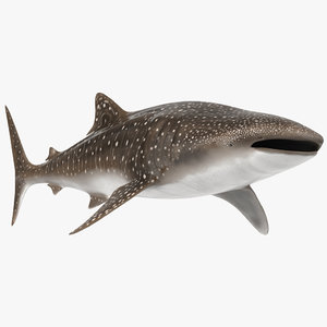 whale shark rigged 3D model