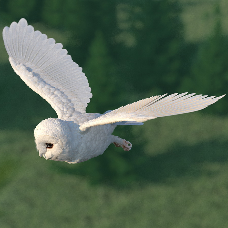 3d Model White Barn Owl Rigged Turbosquid 1496265