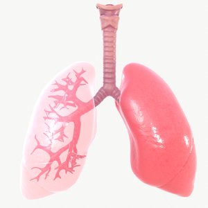 anatomy organ lungs model
