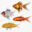 3D model goldfish 2 fish
