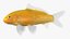 3D model goldfish 2 fish