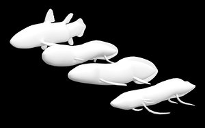 base pack coelacanth lungfish 3D model