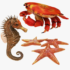 3D crab sea star horse