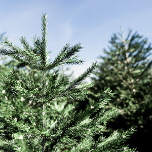 set pine trees 3D