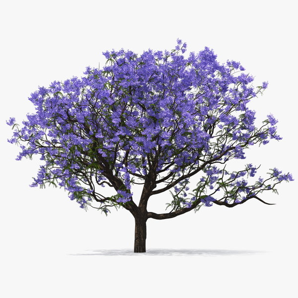 Modelo 3d Blooming Jacaranda Tree Turbosquid