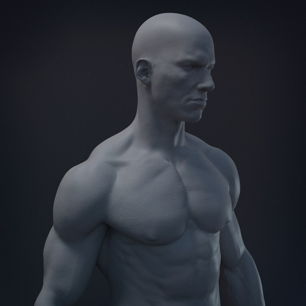 anatomy zbrush 3D model
