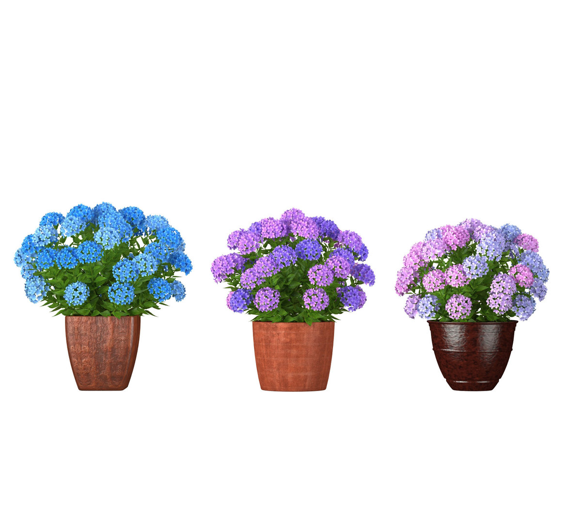 3 colorful hydrangea flower 3D model  TurboSquid 1498366