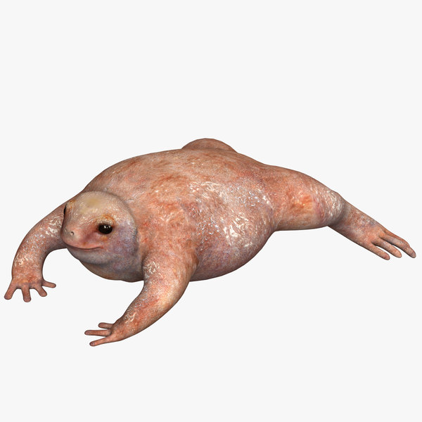 frog turtle 3d model