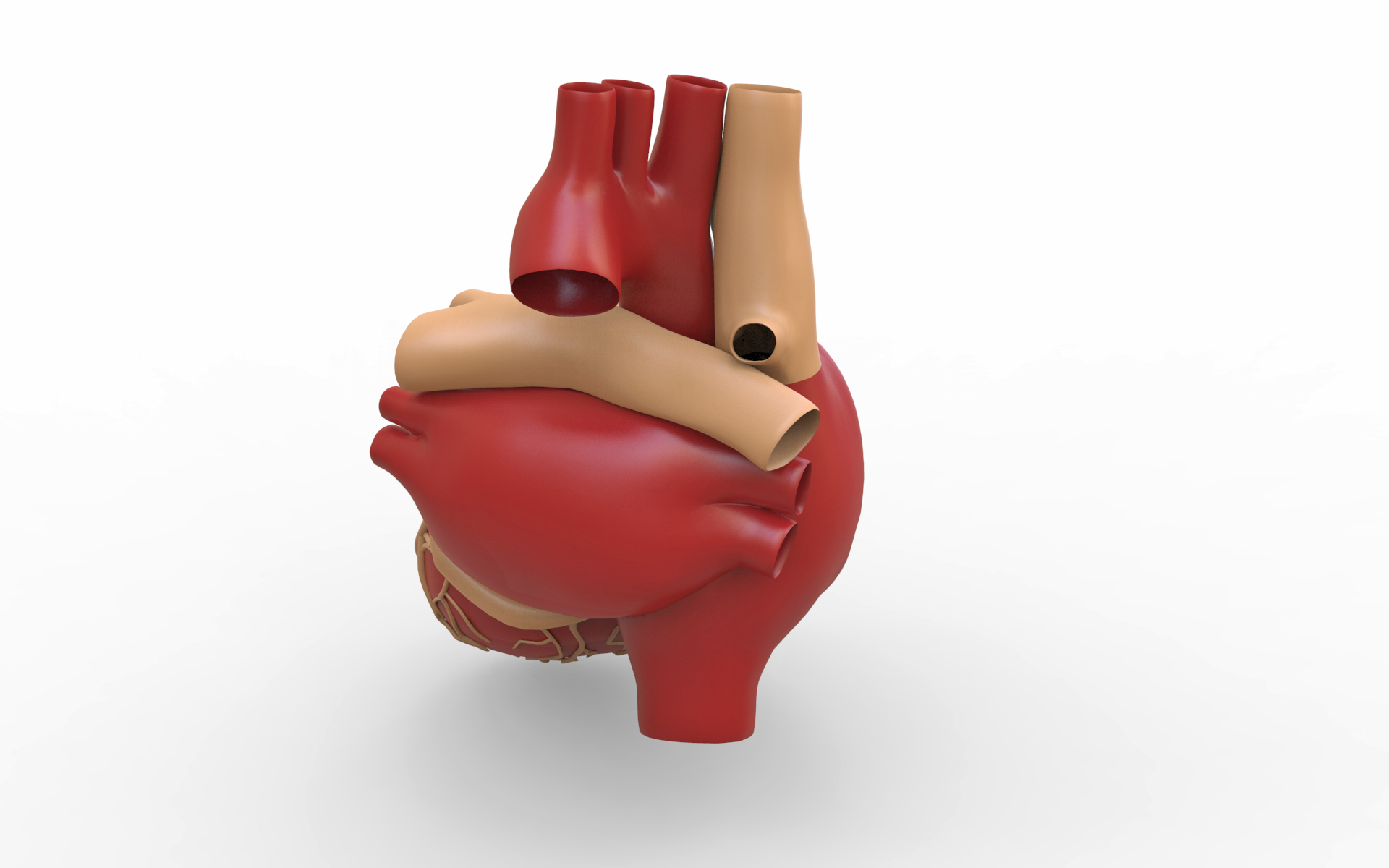 人的心脏3d模型