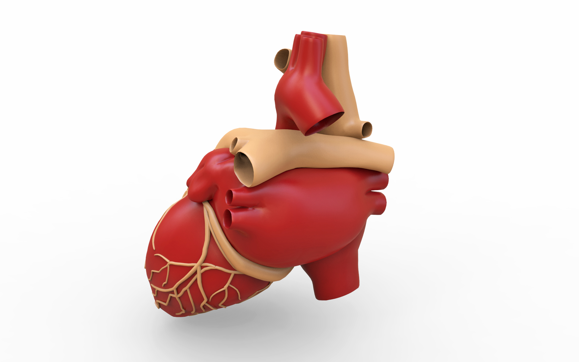 人的心脏3d模型