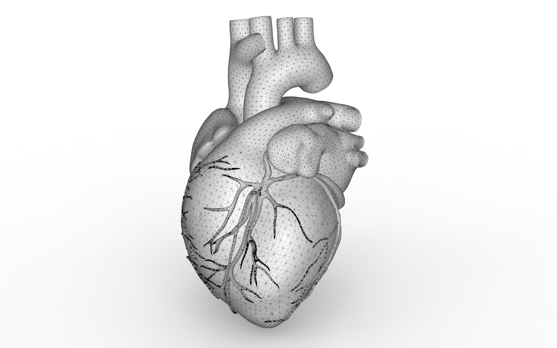 人的心脏3d模型