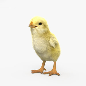 3D chick