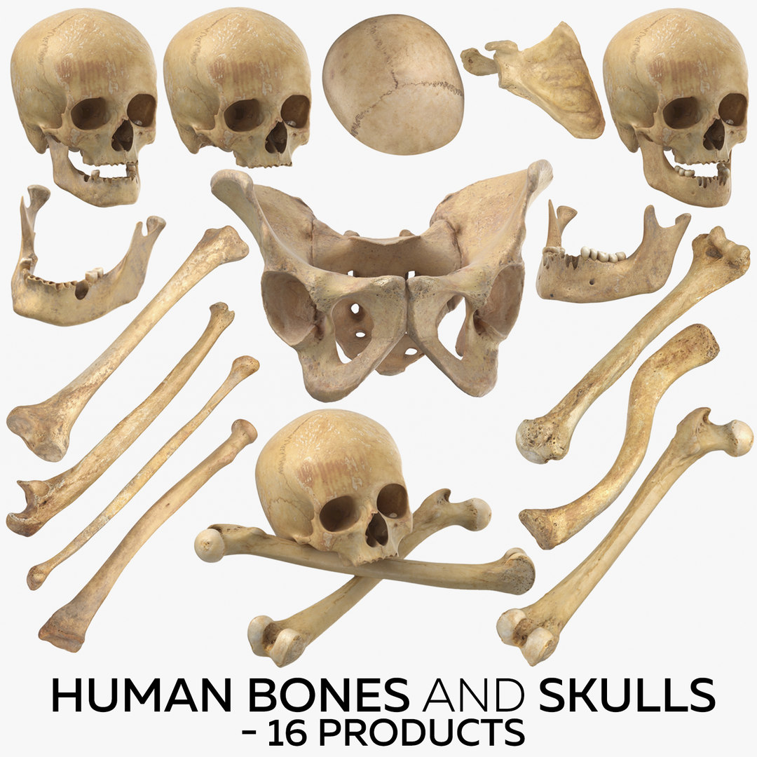 Парные человеческие кости