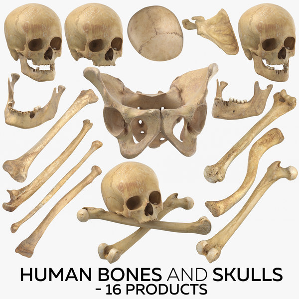 Bones model. Кости человека пластиковые. 3д модель человеческой кости. Макеты костей. Кость человеческая макет.