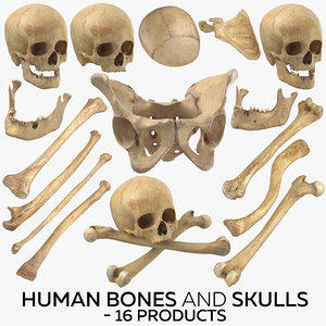 human bones skulls - 3D model