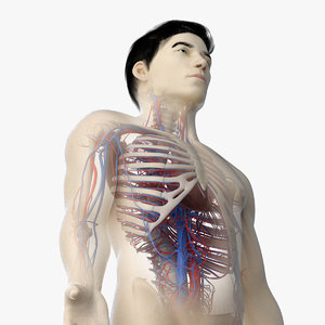 skin asian male skeleton 3D model