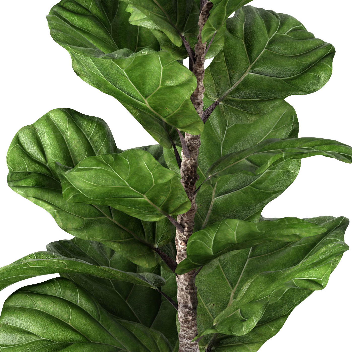 ficus lyrata 3d model