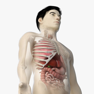 skin asian male skeleton 3D model
