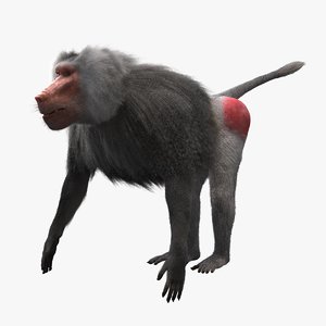 realistic baboon 3D model