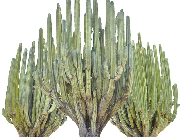 The Downside Risk Of How Often To Water Outdoor Succulents That No One Is Talking About