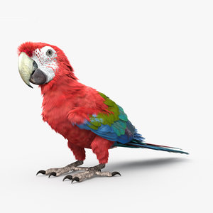 red-and-green macaw green model
