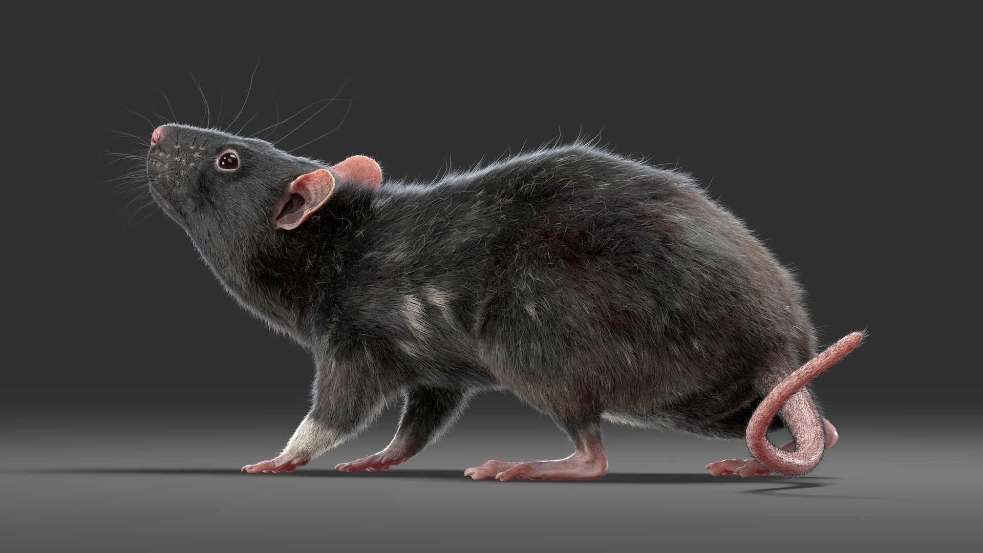 3D rat rigged fur animations model TurboSquid 1500223