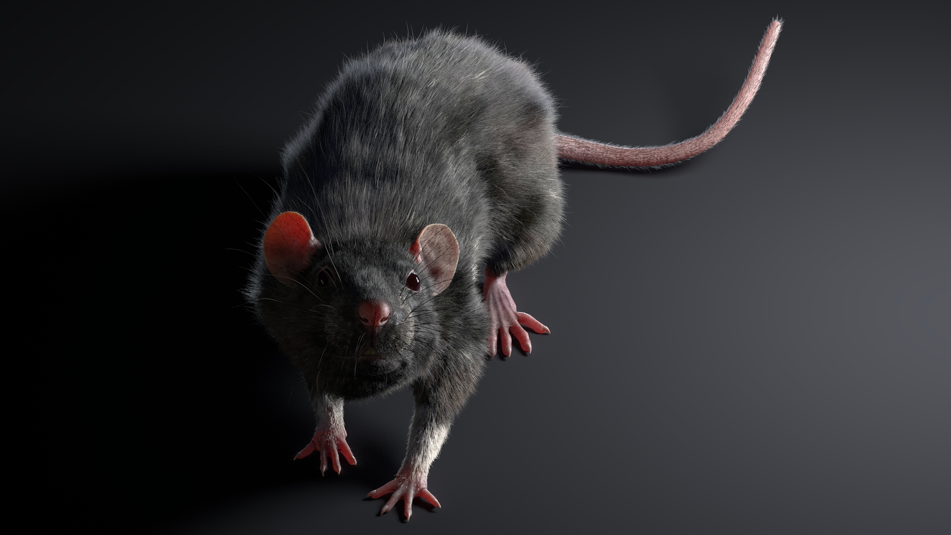 3D rat rigged fur animations model TurboSquid 1500223