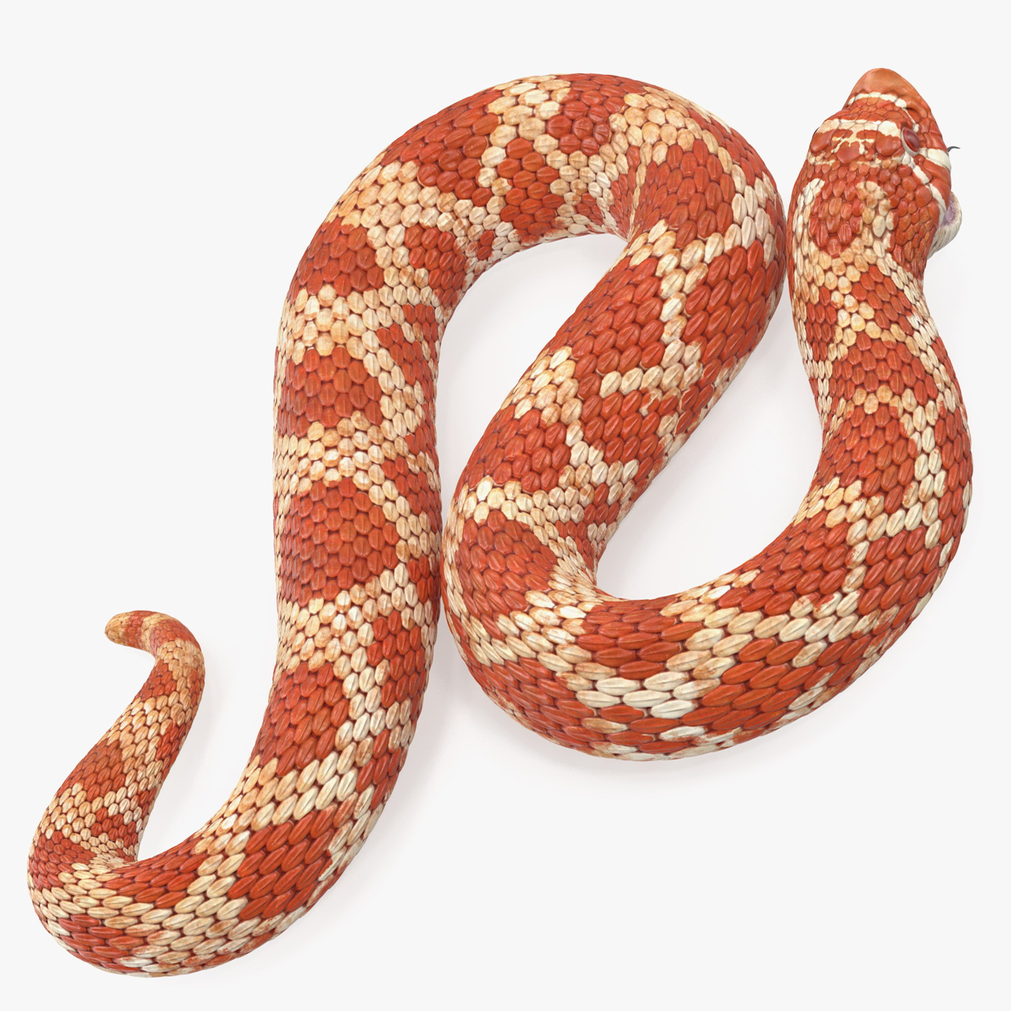 Albino Hognose Snake Rigged für Cinema 4D 3D-Modell - TurboSquid 1500705