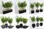 bamboo plants fargesia murielae model